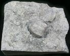 Blastoid (Pentremites) Plate - Oklahoma #25401-1